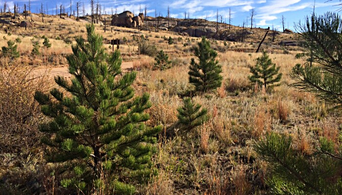 enterprise csr reforestation initiative planting 50m trees, from enterprise