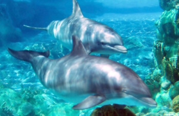 Dolphins