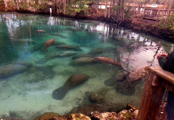 Manatees three sisters springs