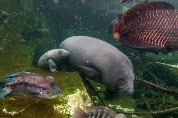 Manatees