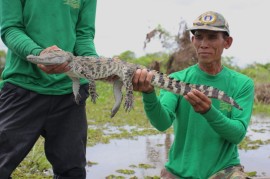 Crocodile