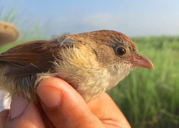 Extinct bird animal not extinct