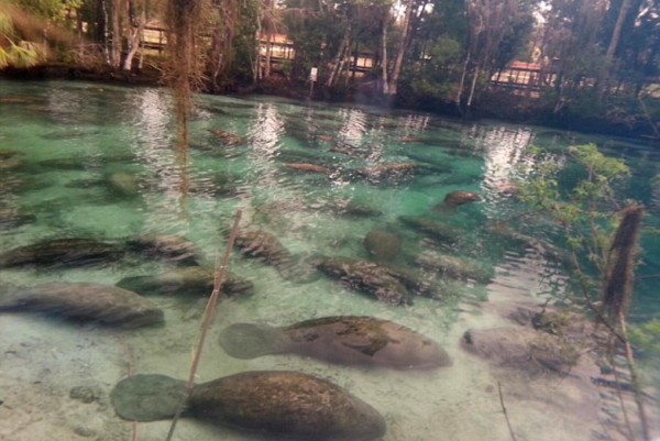 Manatees three sisters springs