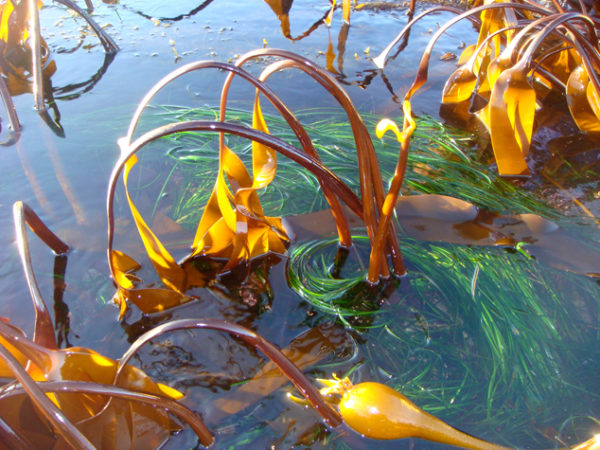 seaweeds