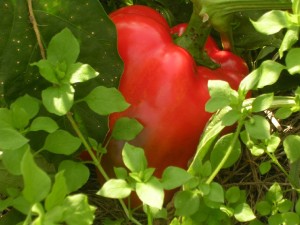red-pepper