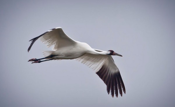 whooping crane